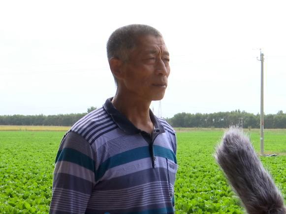 一棵大白菜的华丽转身