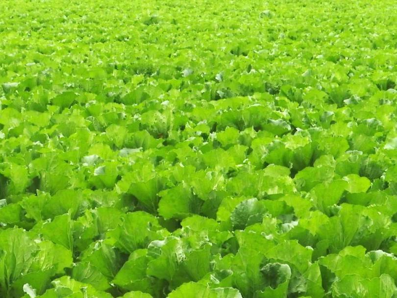 一棵大白菜的华丽转身