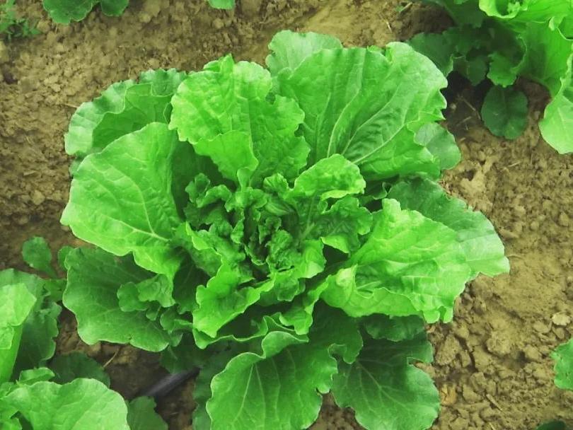 一棵大白菜的华丽转身