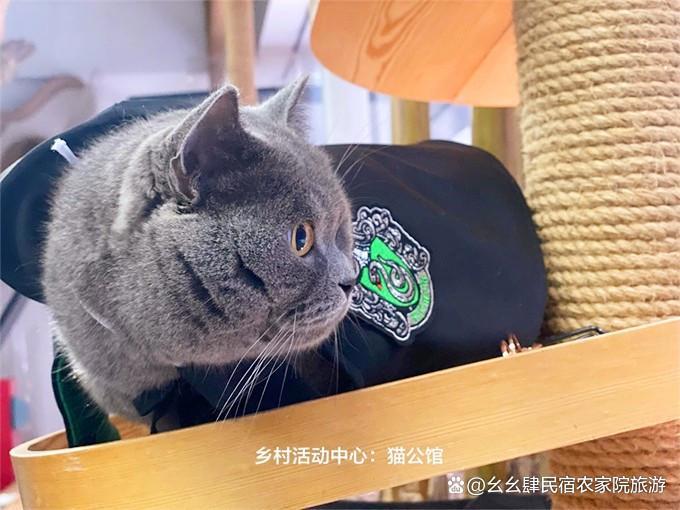 北京延庆大树与猫精品民宿，10个院子构成，艺术猫公馆与生态农场