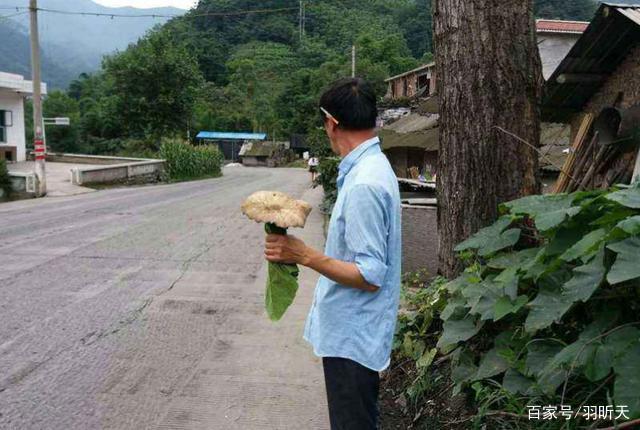 四川“翻版马云”，走红后忘记自己是农民，如今回山里采蘑菇