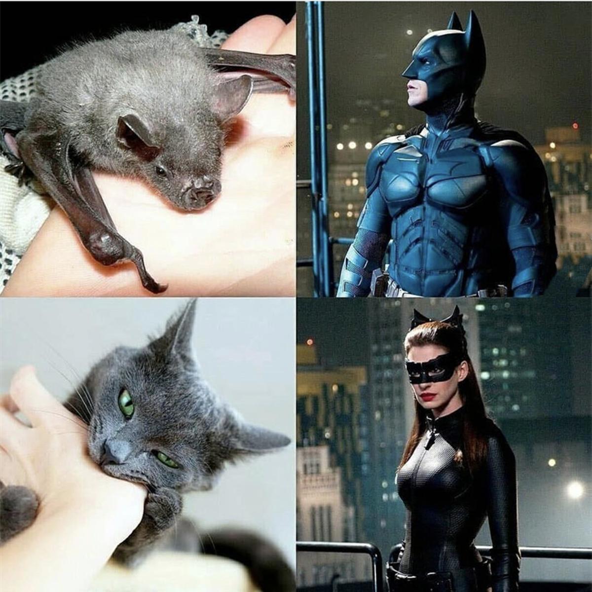 被动物咬了就能变身超级英雄，美漫的英雄套路被网友恶搞了一番