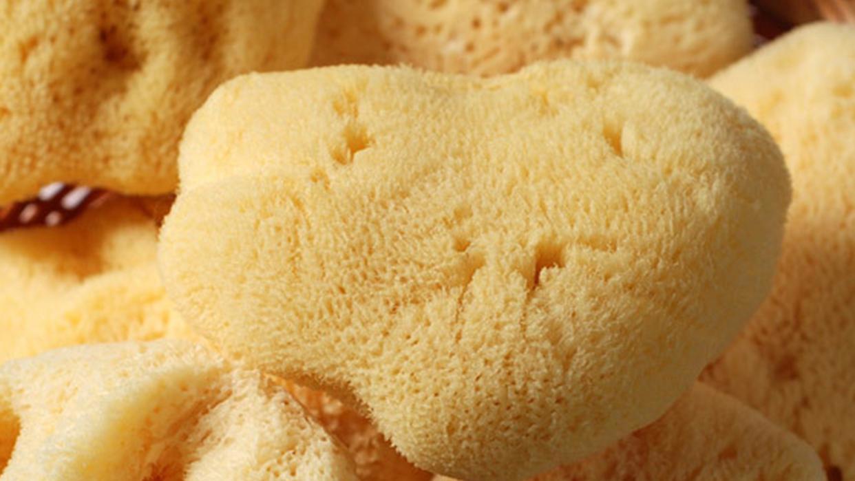 海里没有海绵？那《海绵宝宝》哪里来的？动画片主角真的存在吗？