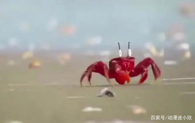 关于《海绵宝宝》的一些冷知识，看看是否有你不知道的事实