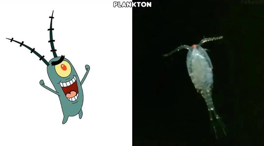 《海绵宝宝》现实版，海绵宝宝迎来中年危机，松鼠还穿上了潜水服