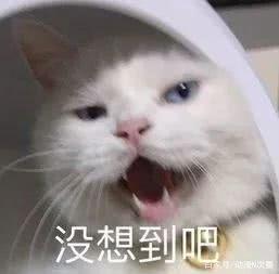 这是什么神仙动画片啊，反正我一个成人是忍不住奶了