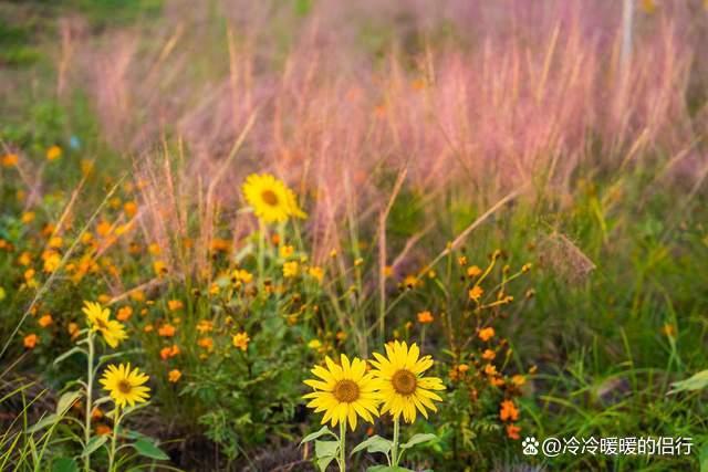 秋日限定花海上线，在花海中打造童话世界，江浙沪亲子游好去处