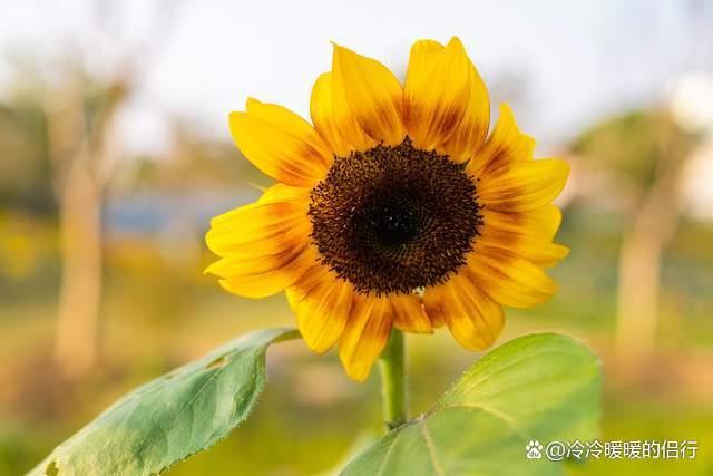 秋日限定花海上线，在花海中打造童话世界，江浙沪亲子游好去处