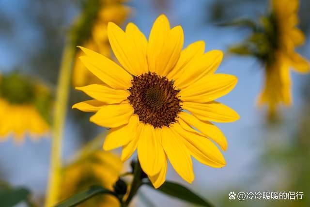 秋日限定花海上线，在花海中打造童话世界，江浙沪亲子游好去处