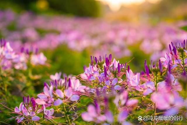 秋日限定花海上线，在花海中打造童话世界，江浙沪亲子游好去处