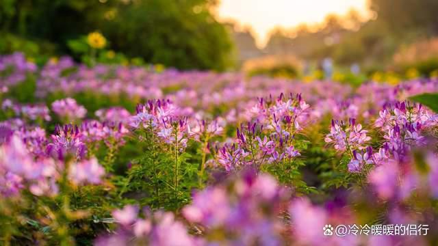 秋日限定花海上线，在花海中打造童话世界，江浙沪亲子游好去处