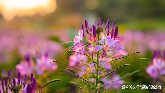 秋日限定花海上线，在花海中打造童话世界，江浙沪亲子游好去处