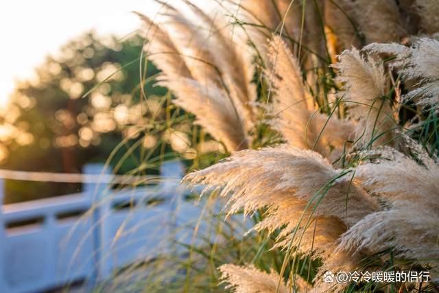 秋日限定花海上线，在花海中打造童话世界，江浙沪亲子游好去处