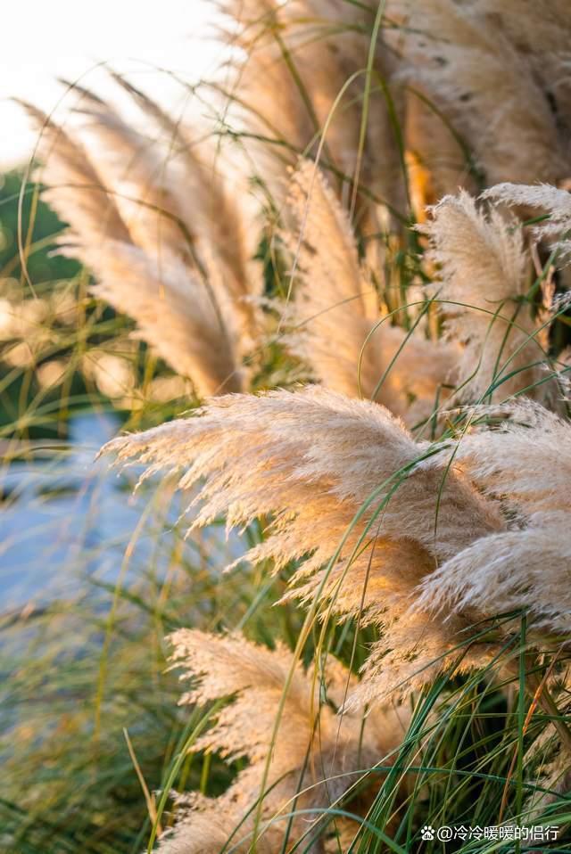 秋日限定花海上线，在花海中打造童话世界，江浙沪亲子游好去处