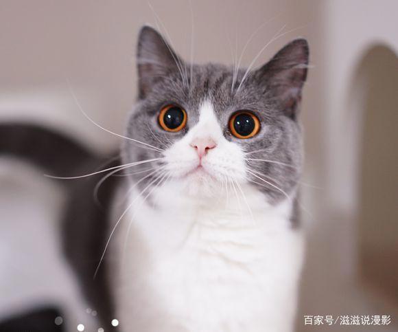 《同居人是猫》带阿宅们一起去看猫片