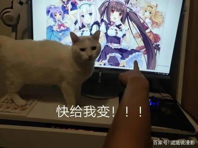 《同居人是猫》带阿宅们一起去看猫片