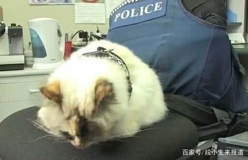 警猫？打扰了，打扰了