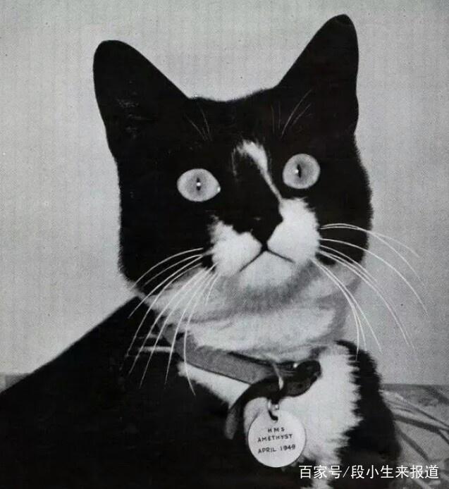 警猫？打扰了，打扰了