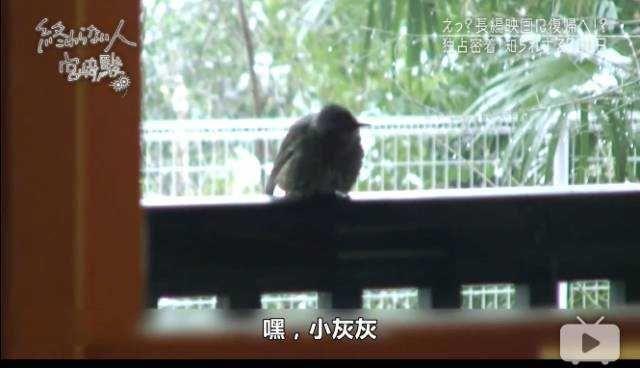 宫崎骏80岁了，谢谢你让我成为不那么糟糕的人