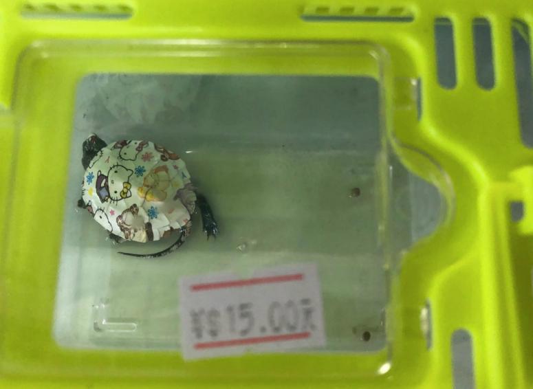 动漫乌龟、五彩青蛙、桃心金鱼……变装小动物，喜爱别错爱