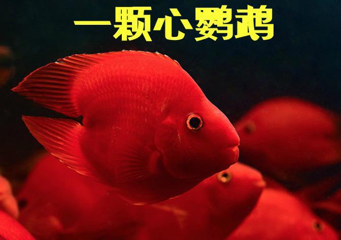 动漫乌龟、五彩青蛙、桃心金鱼……变装小动物，喜爱别错爱