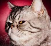 日本民间传说中的妖怪，除了雪女、河童，你们还知道哪些？