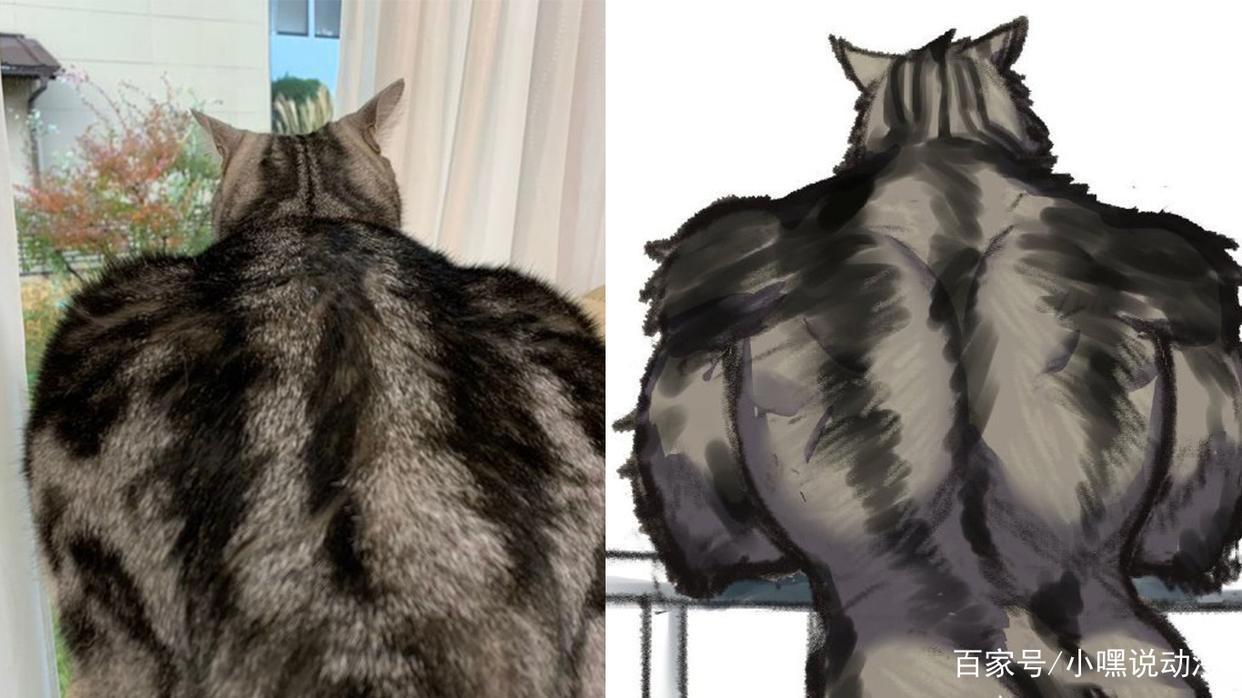 漫画师脑洞新奇，三次元猫狗拟人化成肌肉猛男，不服都不行