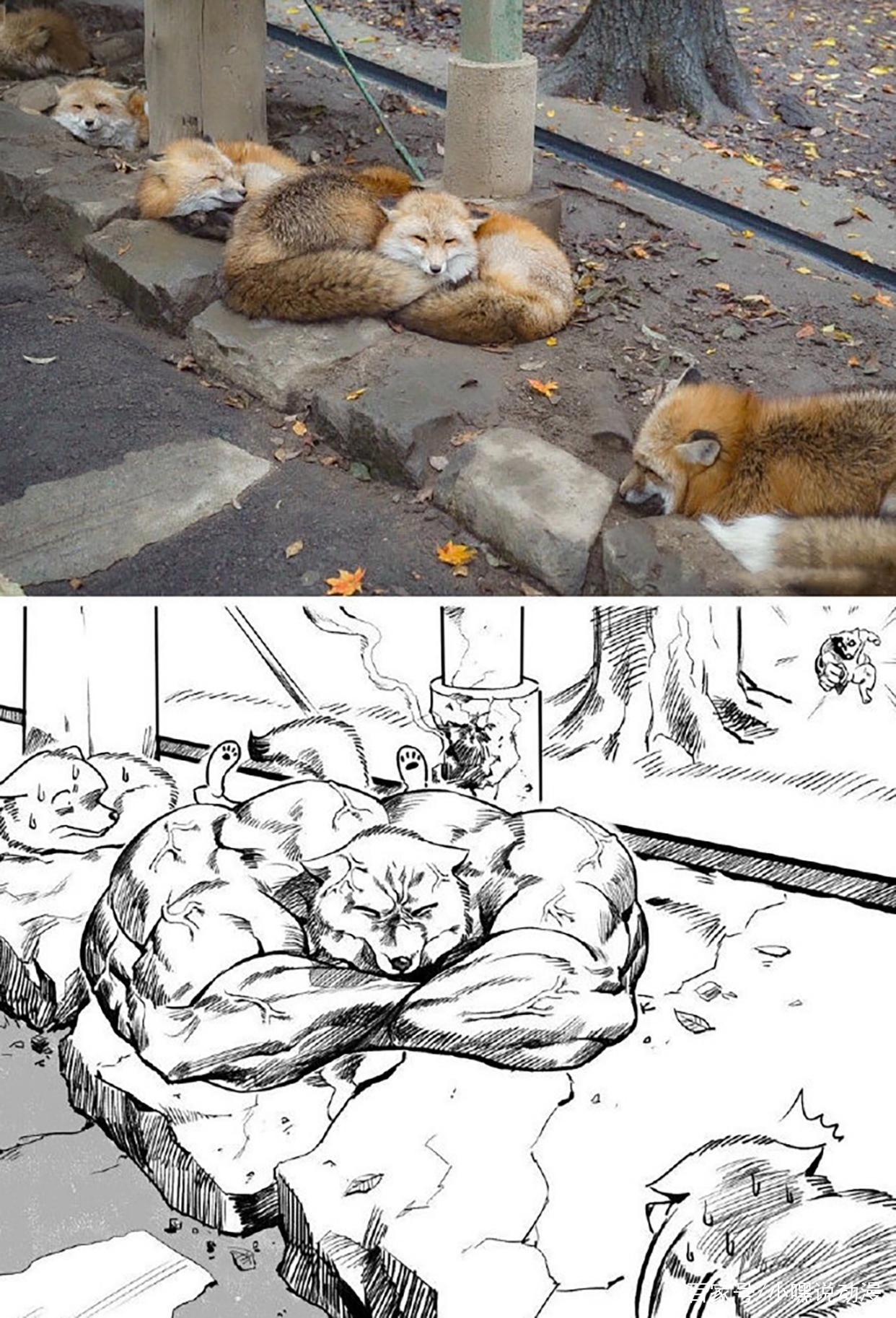 漫画师脑洞新奇，三次元猫狗拟人化成肌肉猛男，不服都不行