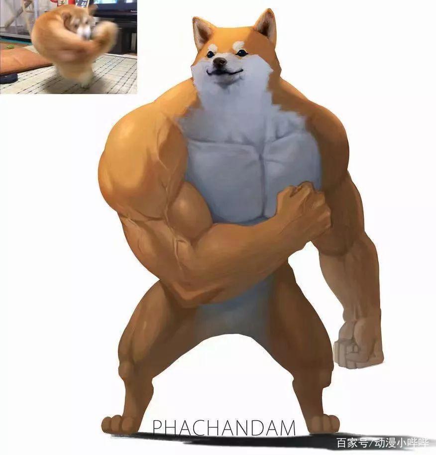 这只在二次元很火的“肌肉”柴犬，大佬将它在三次元里还原出来了