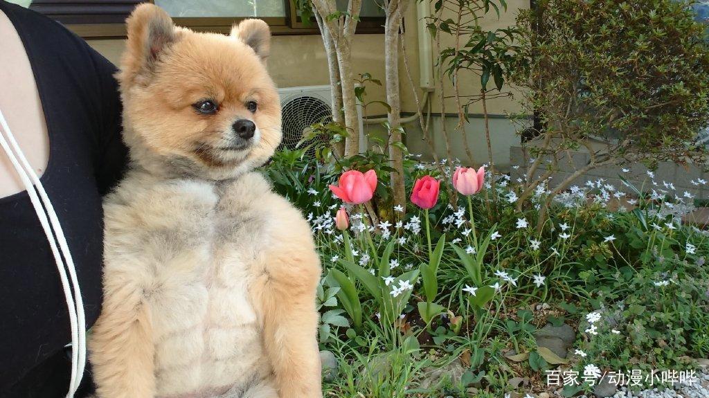 这只在二次元很火的“肌肉”柴犬，大佬将它在三次元里还原出来了