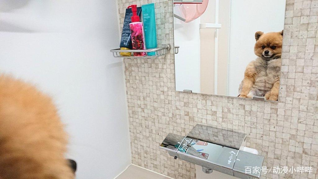 这只在二次元很火的“肌肉”柴犬，大佬将它在三次元里还原出来了