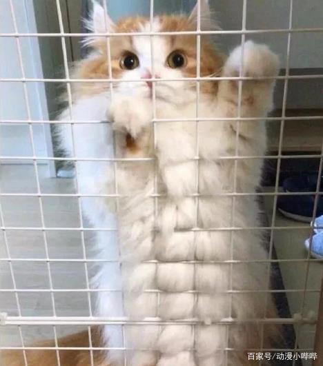 这只在二次元很火的“肌肉”柴犬，大佬将它在三次元里还原出来了