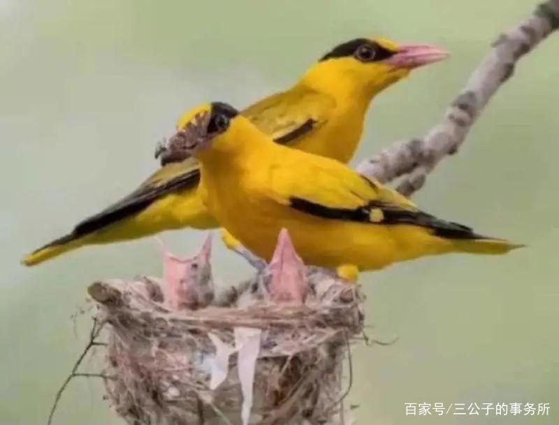 以爱之名的伤害：无数野生小鸟，正因被拍摄死去