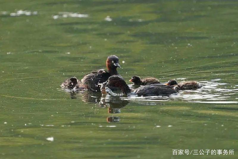 以爱之名的伤害：无数野生小鸟，正因被拍摄死去