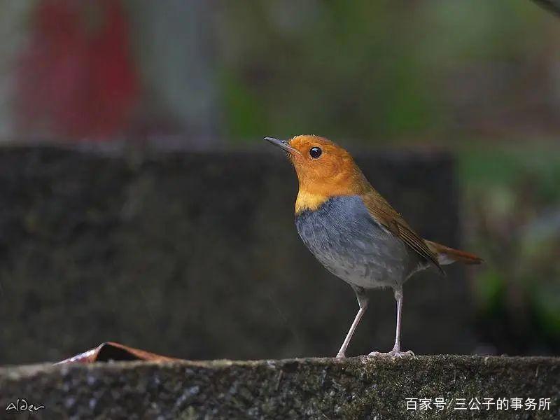 以爱之名的伤害：无数野生小鸟，正因被拍摄死去