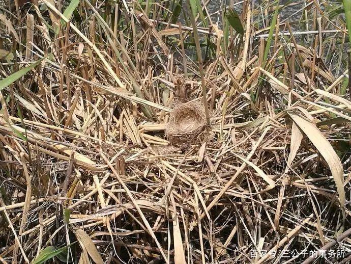 以爱之名的伤害：无数野生小鸟，正因被拍摄死去