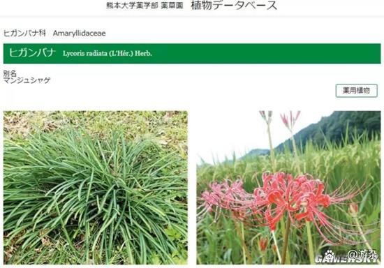《莉可丽丝》动画过场引争议网友劝COSER千万别学