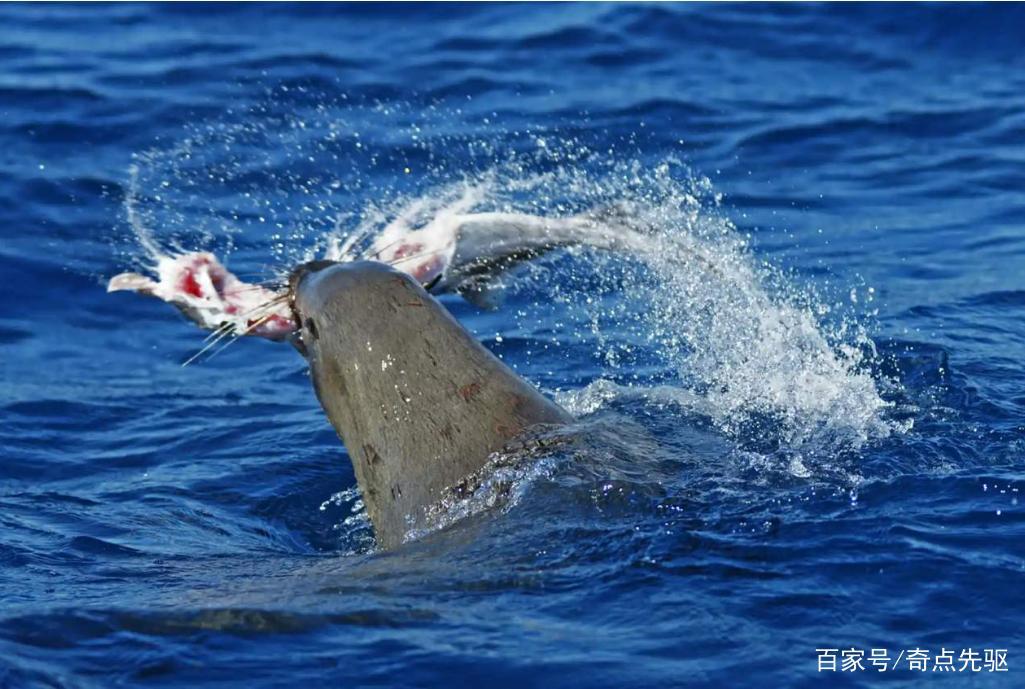 海狗被鲨鱼的远亲袭击，它怎么会死在这种猎物的手里？