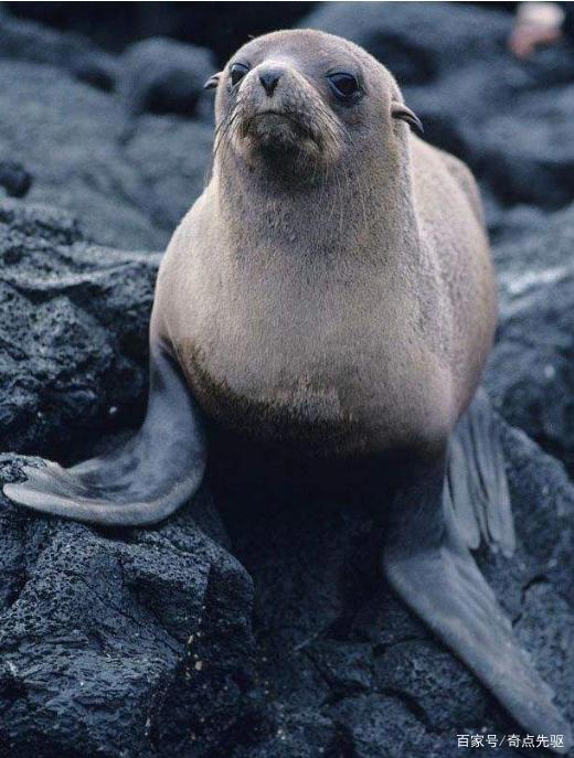 海狗被鲨鱼的远亲袭击，它怎么会死在这种猎物的手里？