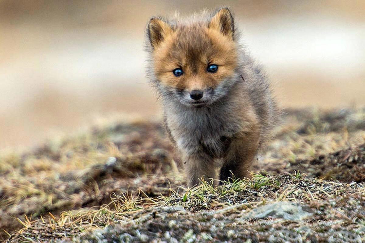 动物比惨大赛：狐狸章鱼是单身狗，鲨鱼怀孕要4年