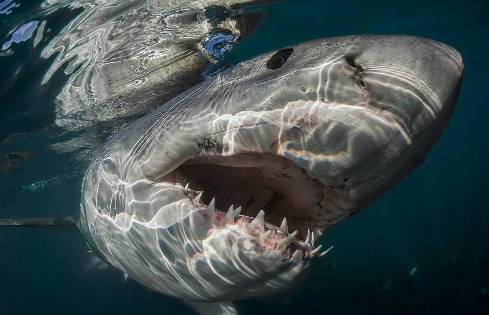 动物比惨大赛：狐狸章鱼是单身狗，鲨鱼怀孕要4年