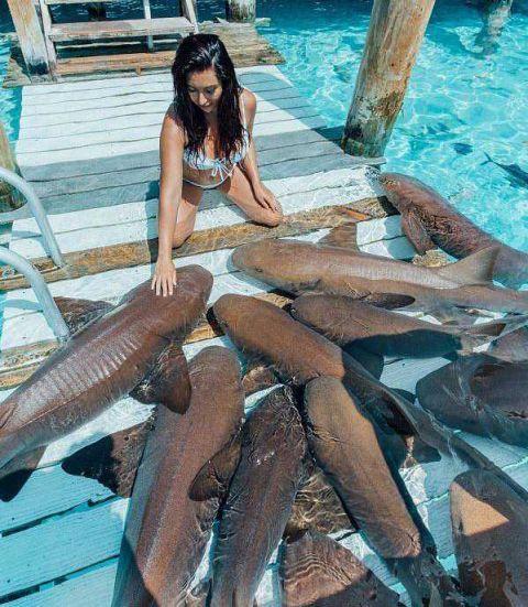 国外女模特为博眼球与一群鲨鱼嬉戏玩耍像对待小狗一样抚摸鲨鱼