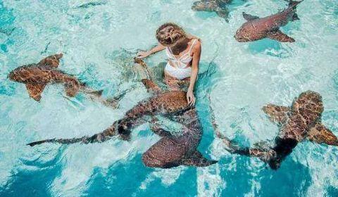 国外女模特为博眼球与一群鲨鱼嬉戏玩耍像对待小狗一样抚摸鲨鱼