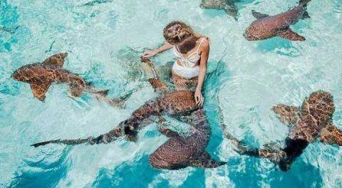 国外女模特为博眼球与一群鲨鱼嬉戏玩耍像对待小狗一样抚摸鲨鱼