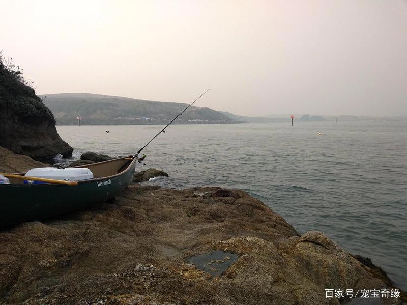 男子海钓竟钓到大鲨鱼，随行狗狗拼死相救的故事