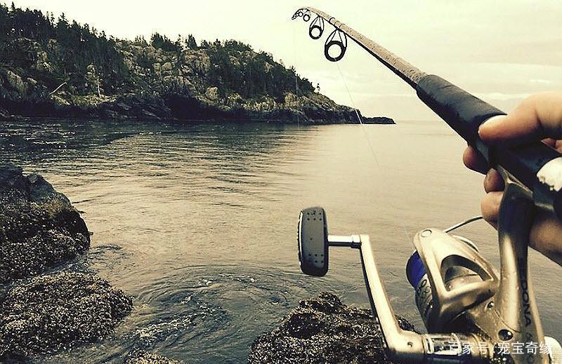 男子海钓竟钓到大鲨鱼，随行狗狗拼死相救的故事