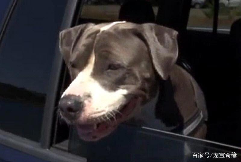 男子海钓竟钓到大鲨鱼，随行狗狗拼死相救的故事