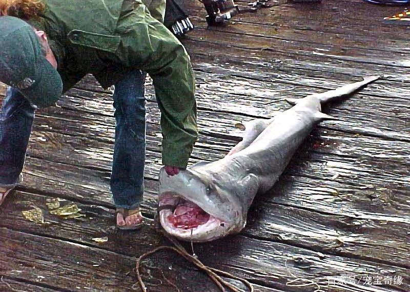 男子海钓竟钓到大鲨鱼，随行狗狗拼死相救的故事