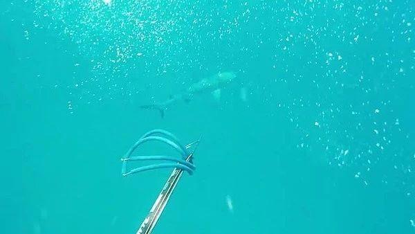 主人潜水拍摄视频，狗子也跟着下了水，不料他们遇到了鲨鱼群……