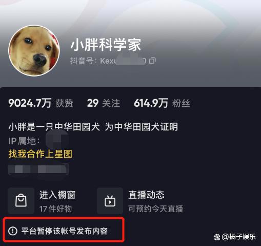 网红迷惑行为接连翻车？为博取流量不择手段，虐狗吃鲨鱼没底线？